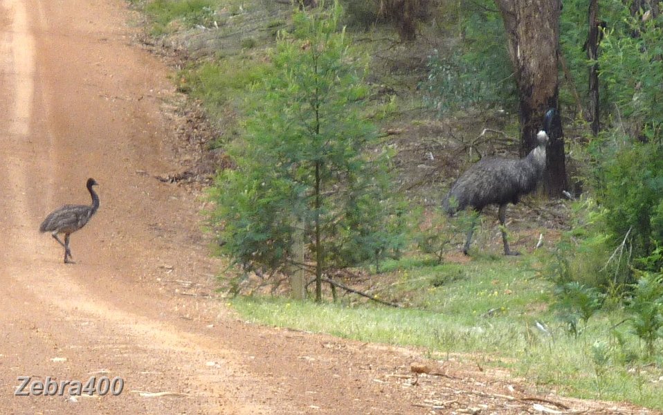 25-Emus takes a leisurely stroll across Phillips Island Track.jpg